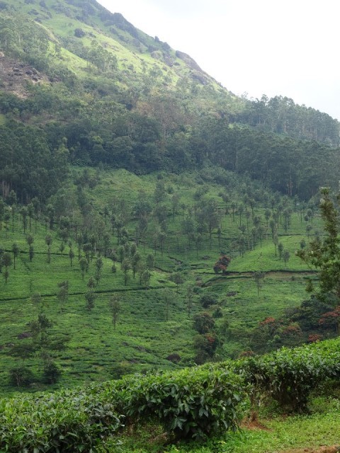 kerala