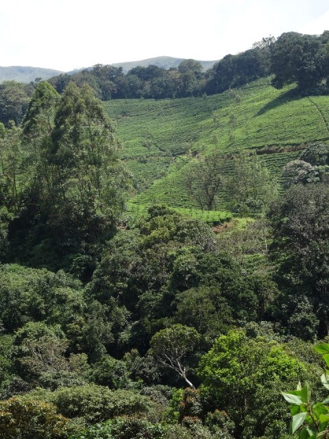 kerala