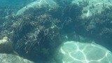 G0780937