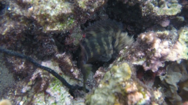G0900988