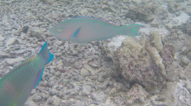 G0941010