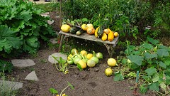 DSC02997