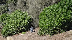 DSC04299