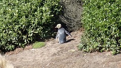 DSC04303