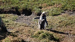 DSC04316