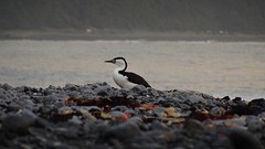 DSC04665