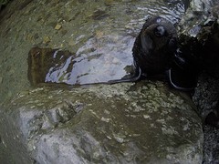 G0068410