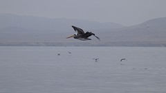 P5230119