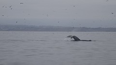 DSC08518