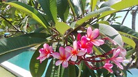 Frangipani