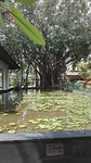 Bali Padma