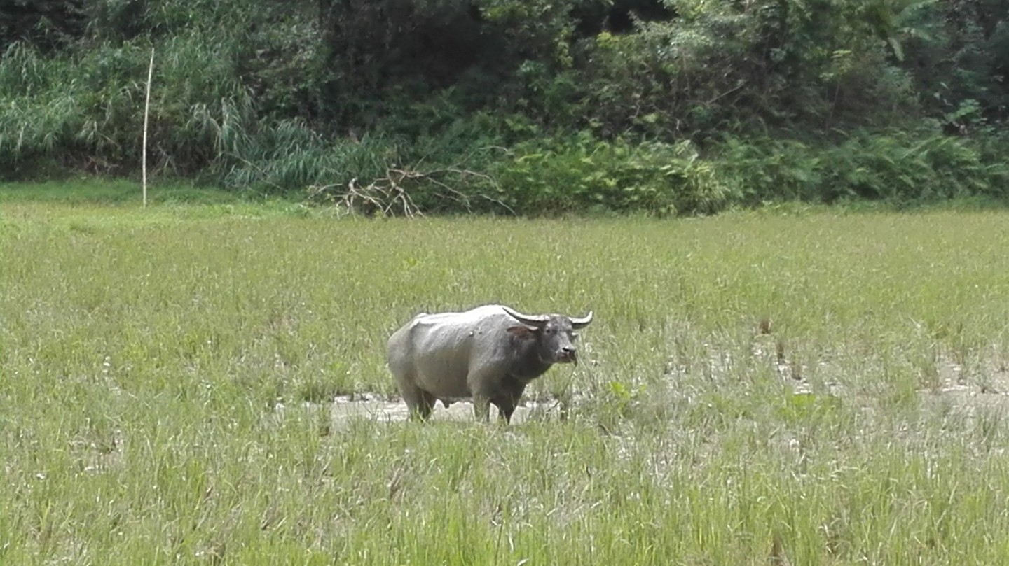 Buffel in rijstveld