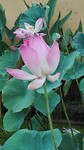 Lotuspont