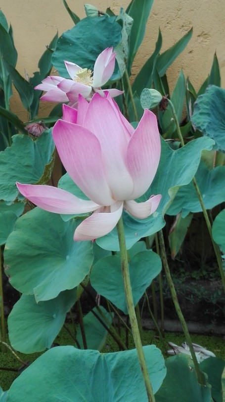 Lotuspont