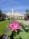 Lotus met op de achtergrond City Hall