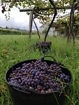 Druivenoogst mencia