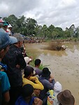 Pacu Jawi