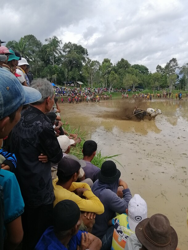 Pacu Jawi