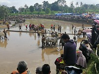Pacu Jawi