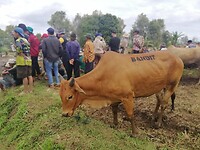 Pacu Jawi