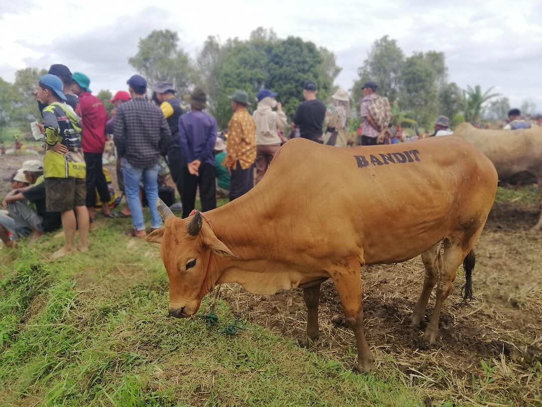 Pacu Jawi
