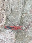 Kleurig insect