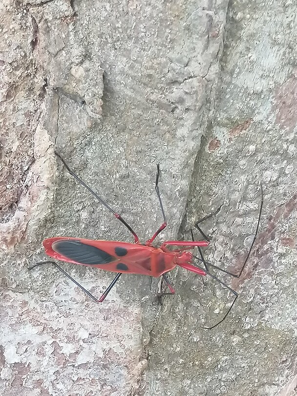 Kleurig insect