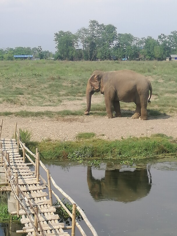 Olifant tegenover de lodge