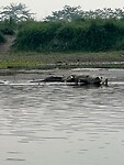 Krokodil