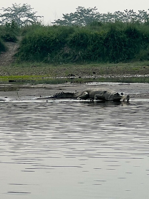 Krokodil