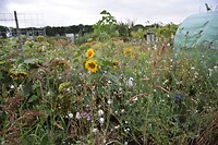 Gelukkig ook bloemen tussen het onkruid