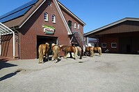 Paarden kunnen rusten voordat ze weer terug moeten
