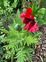 Verregende papaver