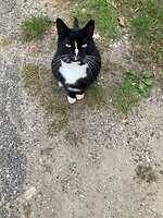 De campingkat