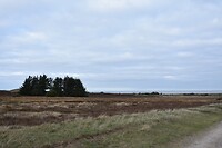 Morsum klif