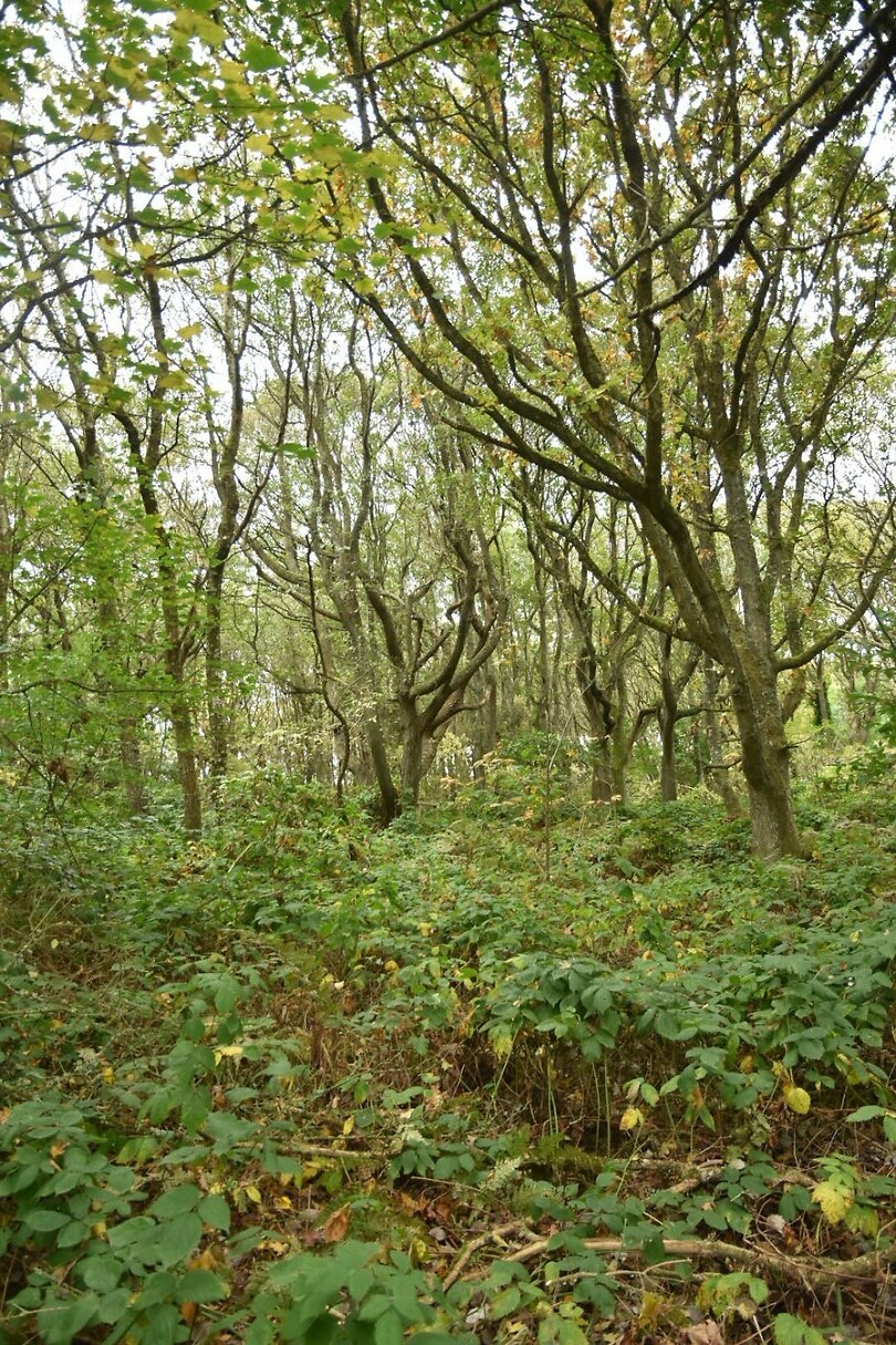 Vogelkoje