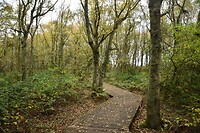Vogeltkoje