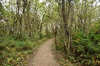 Vogeltkoje