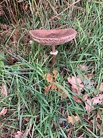 Herfst