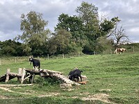 Onze buren