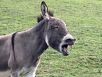 Hallo!