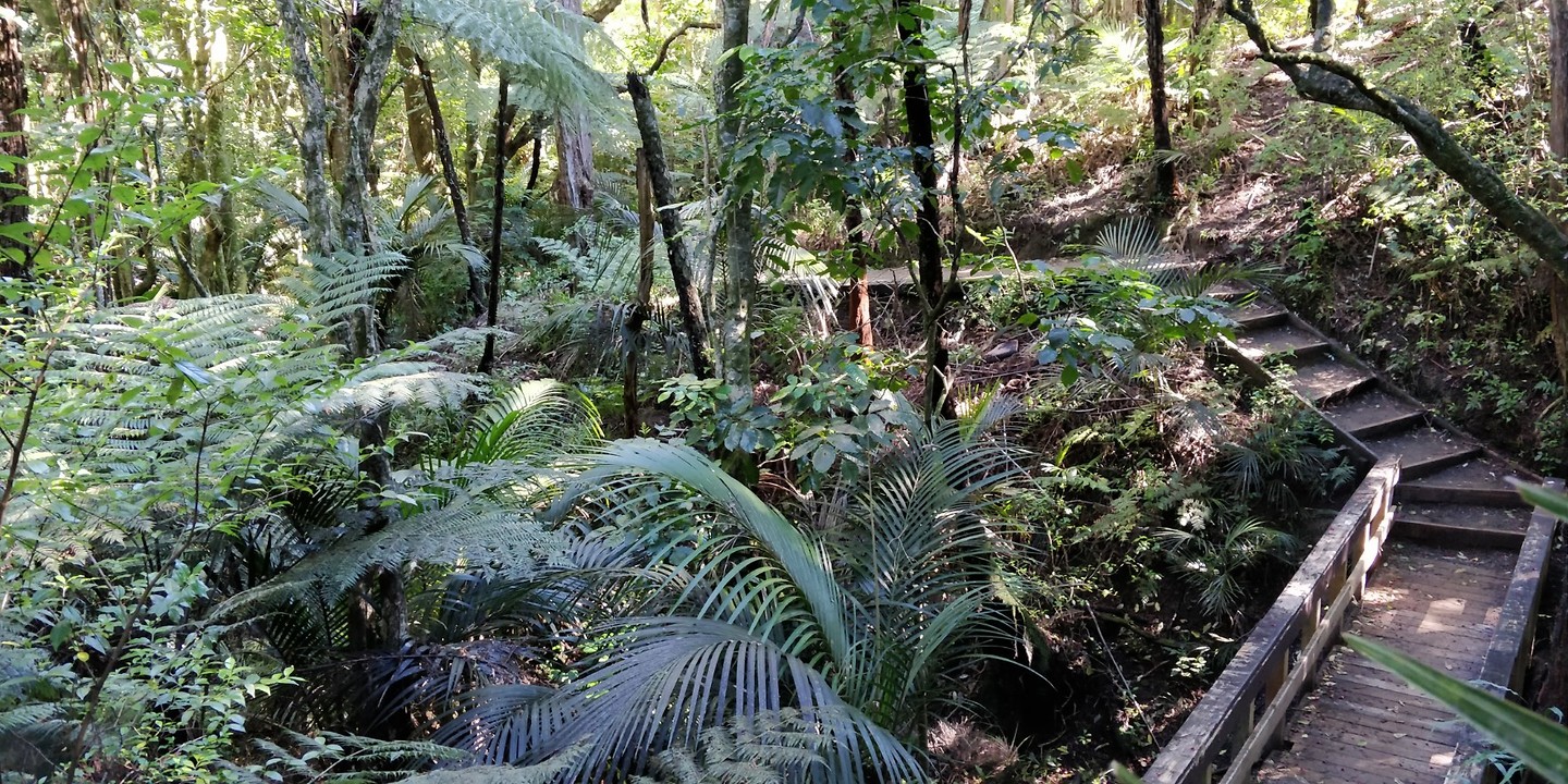 Walking through a rainforest like forest