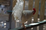 niet van het kippie