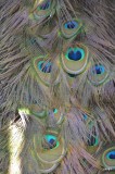 andere pluimage