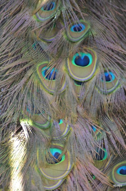 andere pluimage