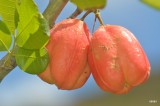 aki/ackee/akee