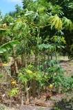 nursery van papayas