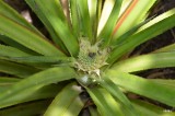 daar is de mini ananas