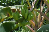 en bananas/ Adams figs/french Plantain.