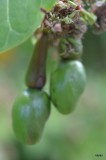 cashew fruit/cashew nut/cashew apple